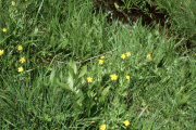buttercup (Ranunculus sp)